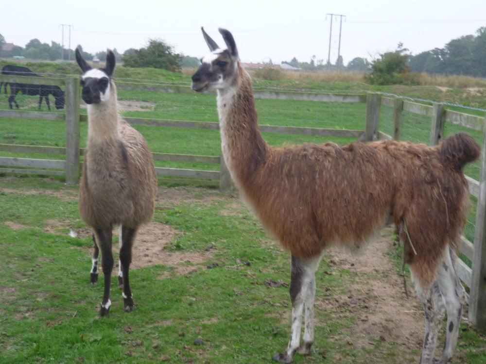 Barmston Farm Hotell Kingston upon Hull Eksteriør bilde